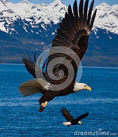 Two Eagles in flight Stock Photo