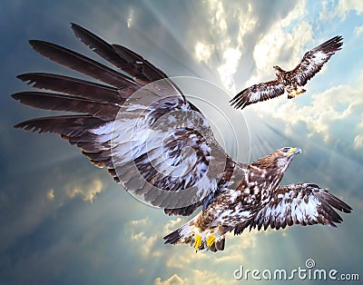 Two eagles soaring. Stock Photo