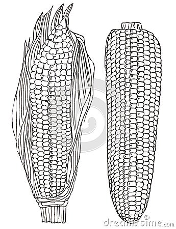 Two ears of corn in white and black color. Hand drawn corn illustration. Art-line maize sketches set. Cartoon Illustration