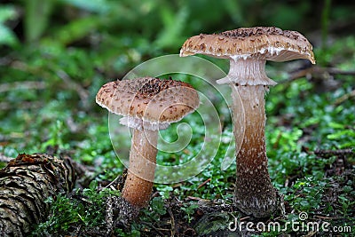 Two edible Armillaria ostoyae mushroom commonly known as Honey mushroom Stock Photo