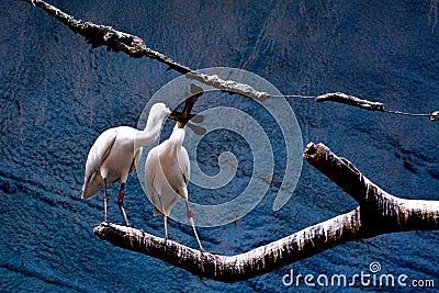 Two egrets Stock Photo