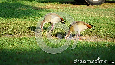 Two Egyptian gooses walking and eating grass. Stock Photo
