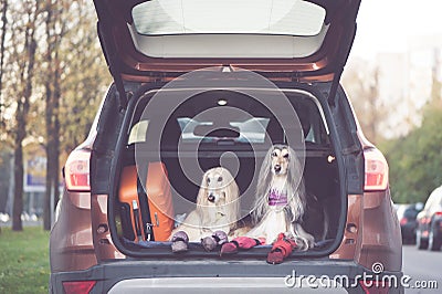 Two elegant Afghan hounds in the car, Stock Photo