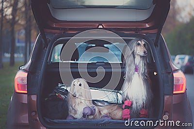 Two elegant Afghan hounds in the car, Stock Photo