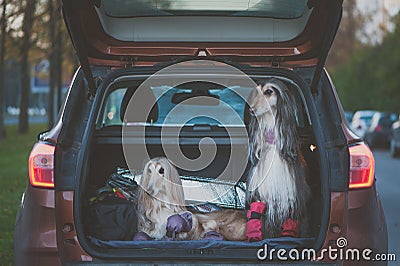 Two elegant Afghan hounds in the car, the concept of travel with animals Stock Photo