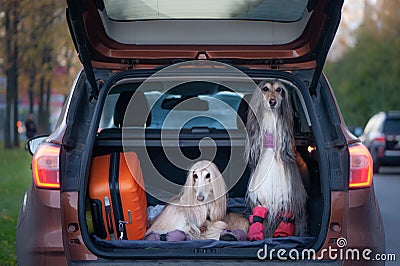 Two elegant Afghan hounds in the car, Stock Photo