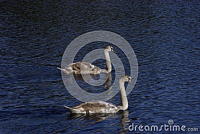 Two elegant wild swans Stock Photo