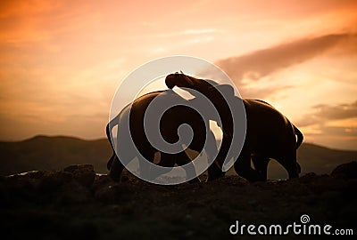 Two elephant bulls interact and communicate while play fighting. Stock Photo