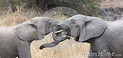 Two elephant greet affectionate with curling touching trunks Stock Photo