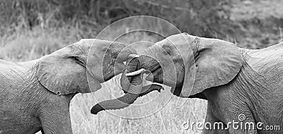 Two elephant greet affectionate with curling and touching trunks Stock Photo