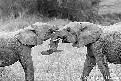 Two elephant greet with curling and touching trunks artistic con Stock Photo