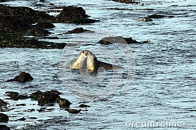 Two Elephant Seals Stock Photo