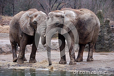 Two Elephants Stock Photo