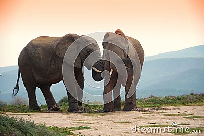 Two elephants in addo elephant park, south africa Stock Photo