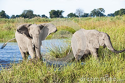 Two elephants coming out of the water Stock Photo