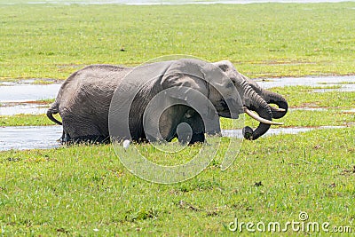 Two elephants drink water from a swamp in Amboseli National Park Kenya Africa Stock Photo