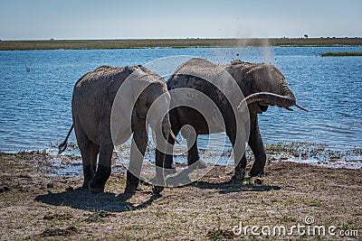 Two elephants getting dust bath beside river Stock Photo