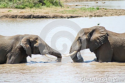 Elephants looking at each other in a river surrounded by greenery under the sunlight Stock Photo