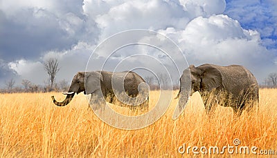 Two elephants walking through tall dried grass in Hwange National park with a cloudy sky backdrop Stock Photo