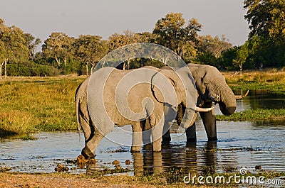 Two elephants at a Watering Hole Stock Photo