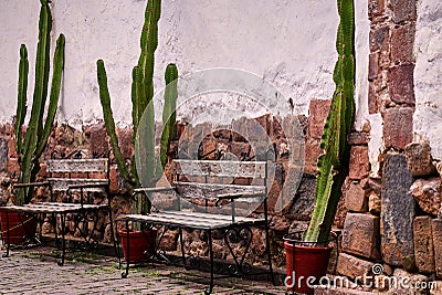 Two empty benches and cacti Stock Photo