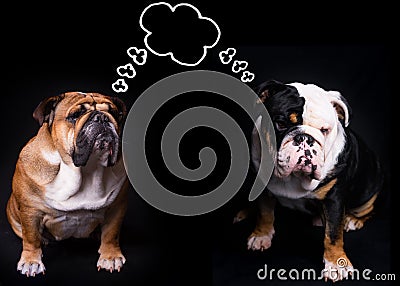 Two English Bulldogs sitting on black background and a thinking cloud above their heads Stock Photo