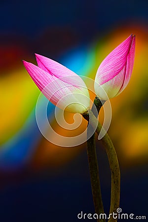 Oriental pink lotus flower buds against abstract background Stock Photo