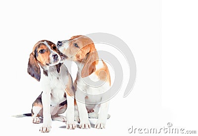 two estonian hound puppies play on a white background Stock Photo