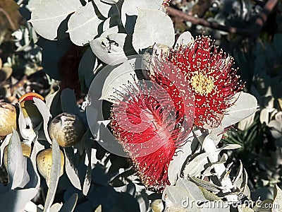 Two eucalyptus macrocarpa blossoms close up in west aust Stock Photo