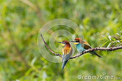 Two european bee-eaters birds merops apiaster sitting on bran Stock Photo