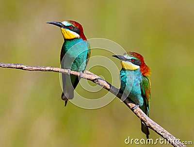 Two European bee eaters with exotic colors i Stock Photo