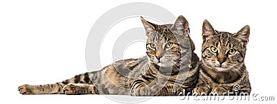 Two European cats lying side by side , isolated Stock Photo