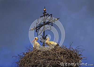 Two european white storks, ciconia, in the nest Stock Photo