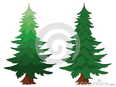 Two evergreen fir trees Vector Illustration