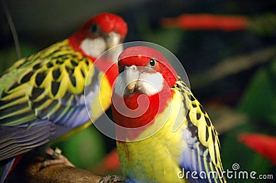 Exotic Birds Stock Photo