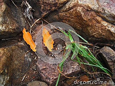 TWO FALLEN YELLOW LEAVES AT THE END OF SUMMER LYING BETWEEN ROCKS WITH A CLUMP OF GREEN GRASS Stock Photo