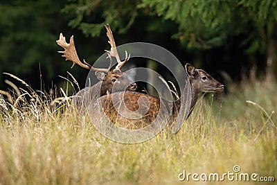 Two fallow deer mating in long grass in autumn nature Stock Photo