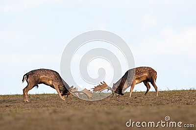 Two fallow deer stags fighting against each other with antlers on a meadow Stock Photo