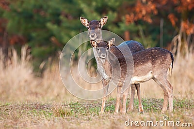 Two fallow deer standing on field in autumn nature Stock Photo