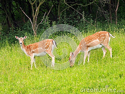 Two fallow deers on the green meadow Stock Photo