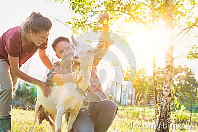 Two farmers, husband and wife tending to their goat on their farm Stock Photo