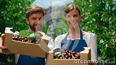 Two farmers showing cherry harvest in crate box at local market fruit orchard. Stock Photo