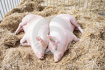 Two fat pink pigs sleep on hay and straw at pig breeding farm Stock Photo