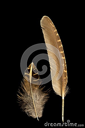 Two feathers of European quail, coturnix coturnix Stock Photo