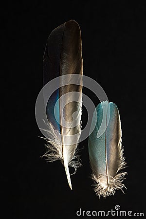 Two feathers of European roller bird, Caracius garrulus Stock Photo