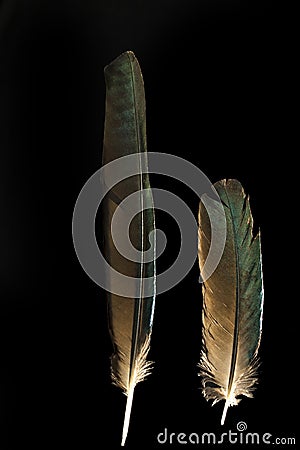 Two feathers of long-tailed glossy starling Lamprotornis caudatus Stock Photo