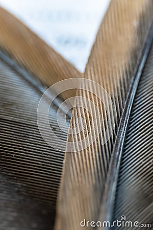 Two feathers macro view. Colored feathers Stock Photo