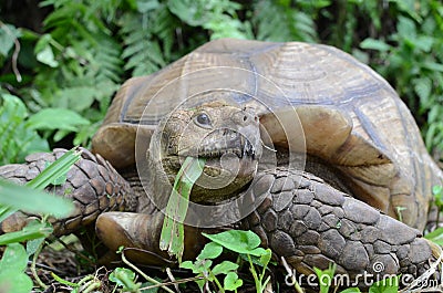 Two feet long brown tortoise Testudinidae eating leafy plant on a grassy ground. Stock Photo