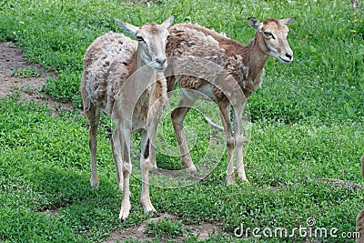 Two female mouflon in the summer Stock Photo