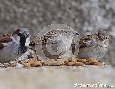two female and one male Italian sparrows eating Stock Photo